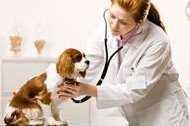 San Francisco SPCA Veterinary Hospital