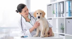 Greenwood Animal Hospital