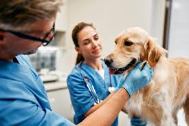 Animal Emergency & Surgical Center