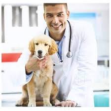 Animal Emergency & Surgical Center