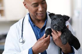 Animal Emergency & Surgical Center