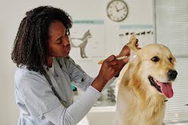 San Francisco SPCA Veterinary Hospital